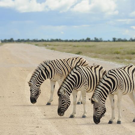 Etosha Village Okaukuejo Dış mekan fotoğraf