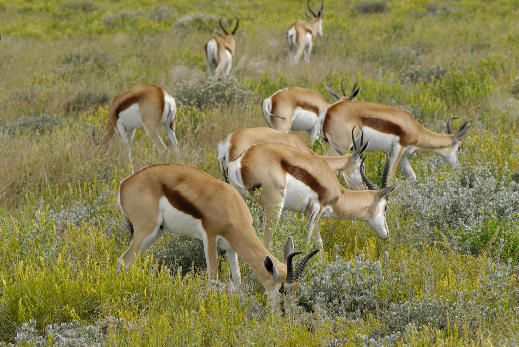 Etosha Village Okaukuejo Dış mekan fotoğraf