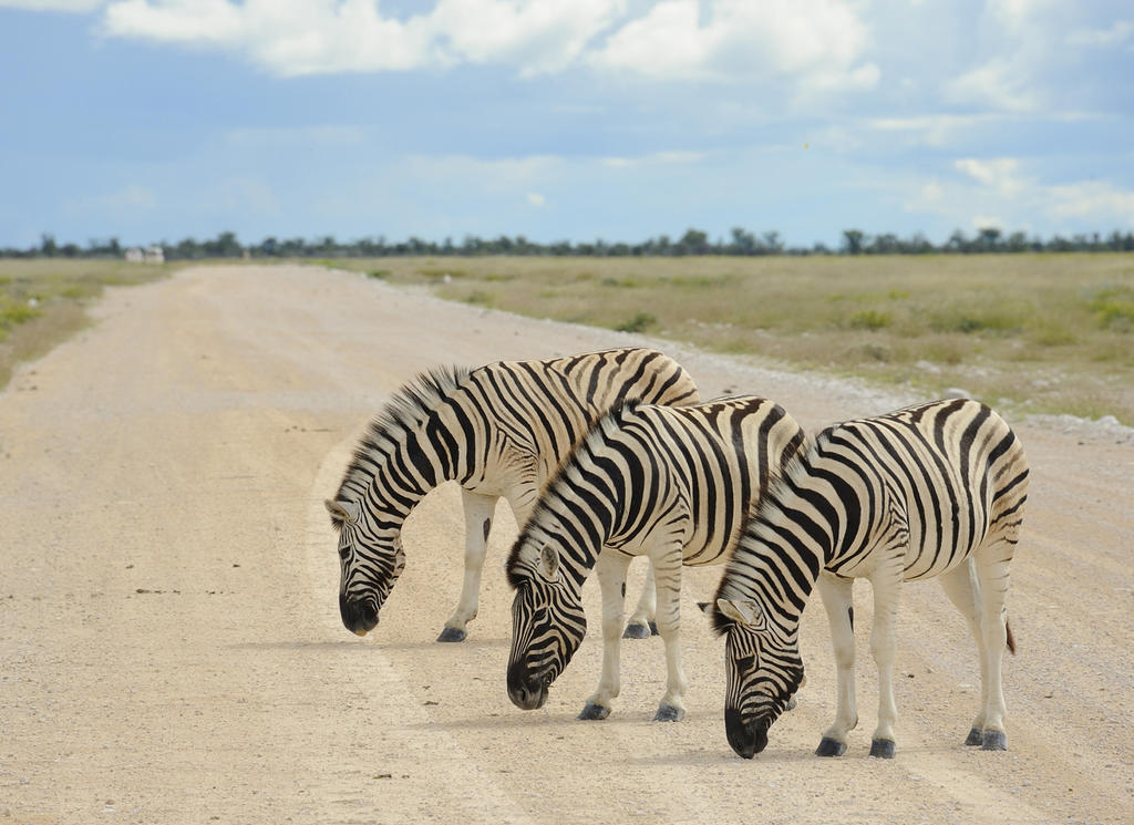Etosha Village Okaukuejo Dış mekan fotoğraf