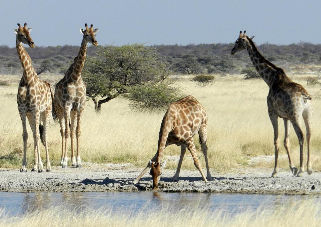 Etosha Village Okaukuejo Dış mekan fotoğraf
