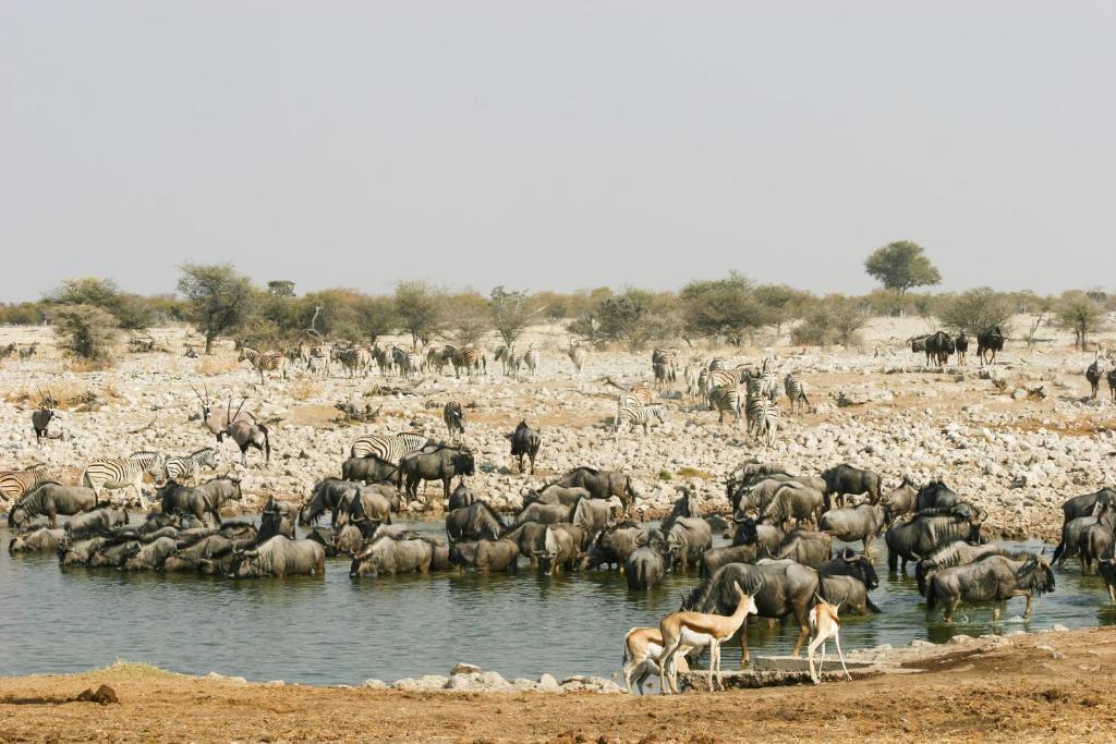 Etosha Village Okaukuejo Dış mekan fotoğraf